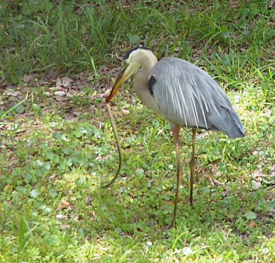 [The snake is definitely hanging from the heron's mouth in this view, however the snake's color blends in a bit with the grass.]